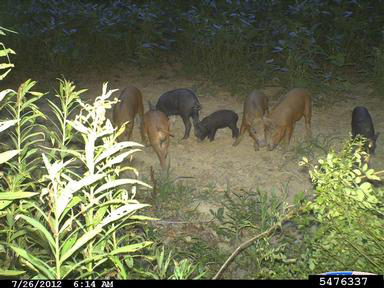 Feral pig